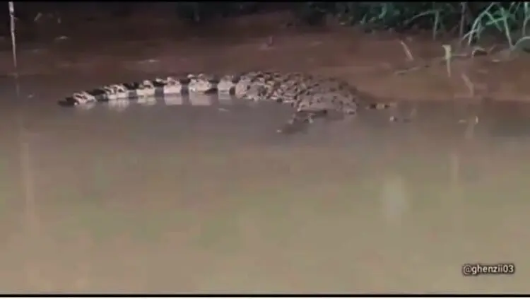Kemunculan Buaya Gegerkan Tanjung Burung, Kades Bilang Jumlahnya 3 hingga 4 Ekor