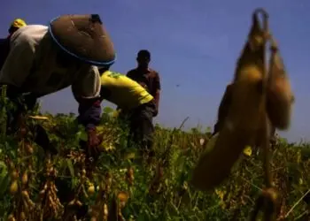 Realisasi Program Tanam Kedelai 500 Hektar di Kabupaten Serang Terkendala Benih