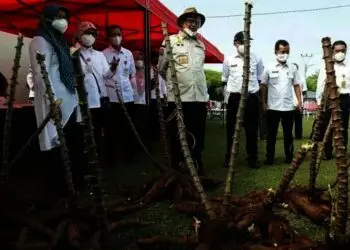 Gubernur WH : Singkong Bisa Menjadi Makanan Pengganti