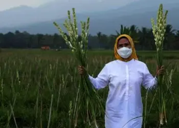 Ajak Diskusi Petani Bunga Sedap Malam, Bupati Tatu Gagas Konsep Agrowisata