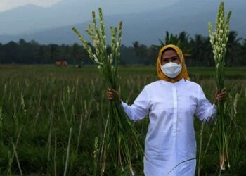 Petani Bunga Sedap Malam di Baros Stop Sementara
