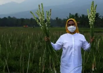 Petani Bunga Sedap Malam di Baros Stop Sementara
