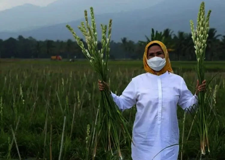 Petani Bunga Sedap Malam di Baros Stop Sementara