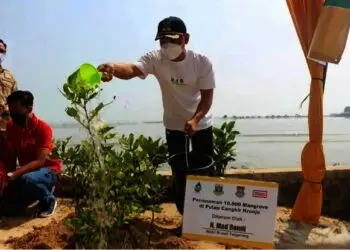 Hadang Abrasi di Kabupaten Tangerang, 11.000 Mangrove Ditanam