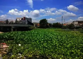 Situ Batusari Dipenuhi Eceng Gondok, Kadis Budpar: Bakal Ditata Jadi Kampung Beksi