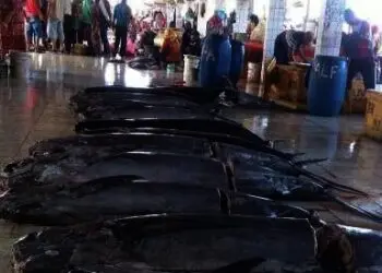 Ditarget PAD Rp 1,2 Miliar, Segini Capaian Dinas Perikanan Lebak pada Juni Ini