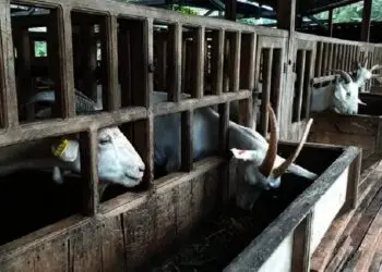 Tujuh Kambing di Serpong Dicuri, Pemiliknya Disisakan Jeroan