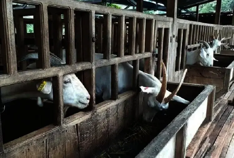 Tujuh Kambing di Serpong Dicuri, Pemiliknya Disisakan Jeroan