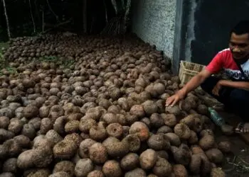 Menjanjikan, Segini Omset Petani Porang di Mancak Kabupaten Serang