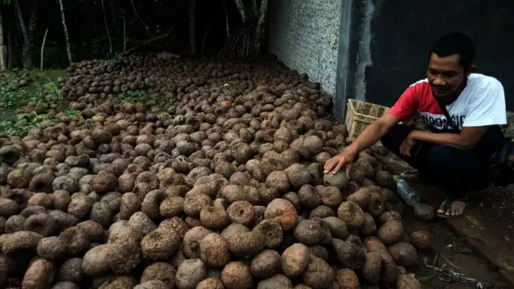 Menjanjikan, Segini Omset Petani Porang di Mancak Kabupaten Serang