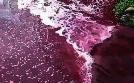 Heboh Kali Mookervart di Kota Tangerang Berwarna Merah