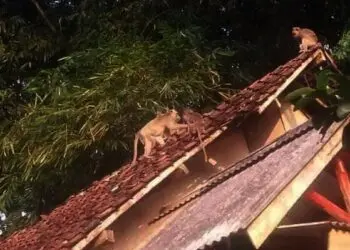 Monyet Liar Rusak Kebun dan Rumah Warga di Lebak