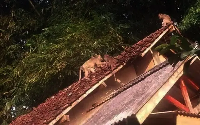 Monyet Liar Rusak Kebun dan Rumah Warga di Lebak