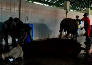 Agar Tak Potong Sapi Betina, 27 RPH di Banten Diawasi