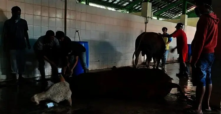 Agar Tak Potong Sapi Betina, 27 RPH di Banten Diawasi