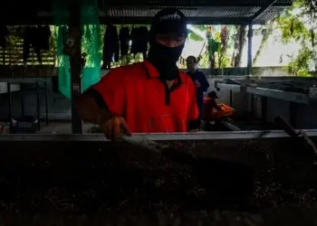 Melihat, Penguraian Sampah Organik di TPST Benua Hijau
