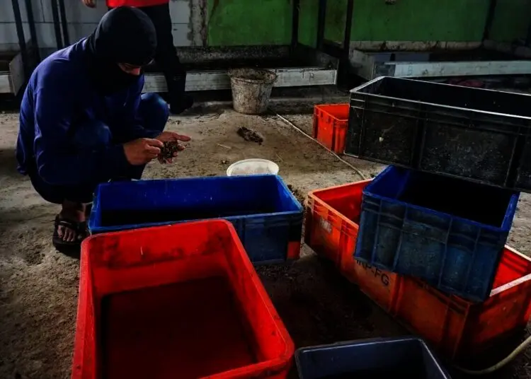 Melihat, Penguraian Sampah Organik di TPST Benua Hijau