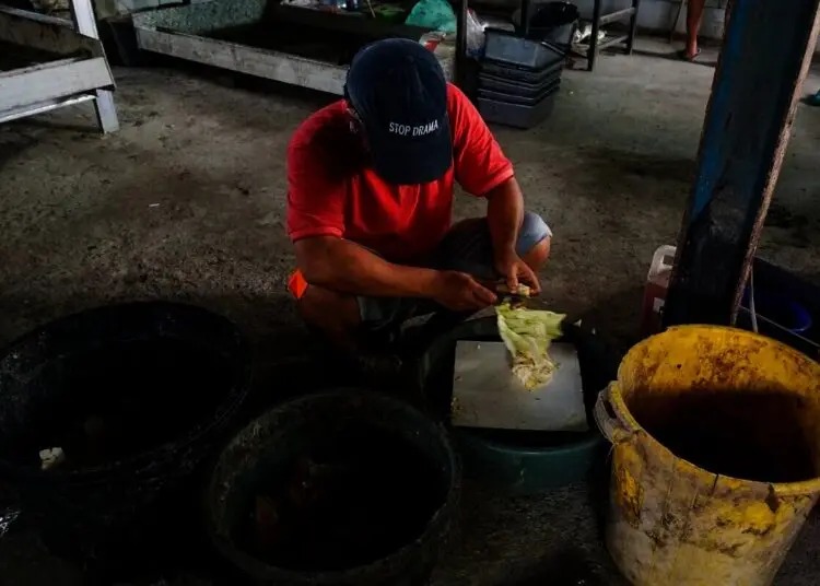 Melihat, Penguraian Sampah Organik di TPST Benua Hijau