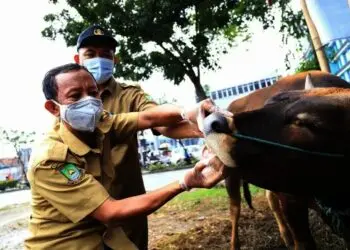 Jelang Hari Raya Idul Adha, Hewan Kurban Mulai Diperiksa