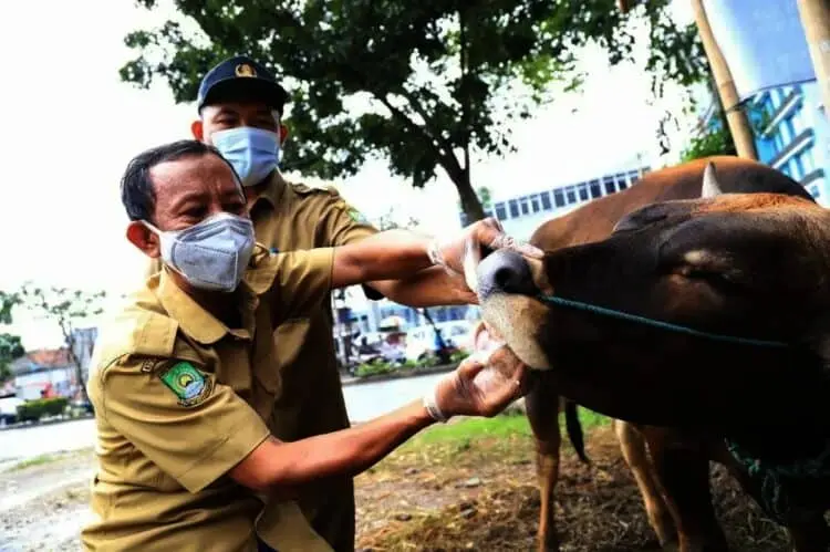 Jelang Hari Raya Idul Adha, Hewan Kurban Mulai Diperiksa