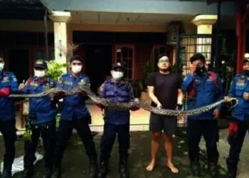 Ular Sanca 4 Meter Bersarang di Plafon Rumah Warga di Kota Tangsel