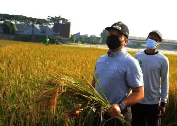 Panen Padi, Wali Kota Arief Sambangi KWT Barokah Kampung Sukun