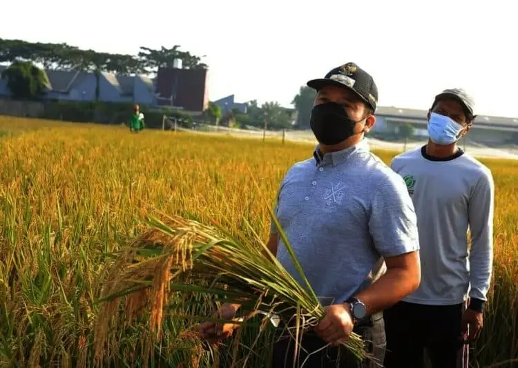 Panen Padi, Wali Kota Arief Sambangi KWT Barokah Kampung Sukun