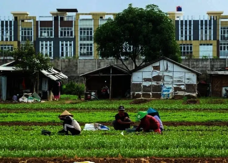 Panen Sayur Di Pinggir Bandara Internasional Soekarno-Hatta