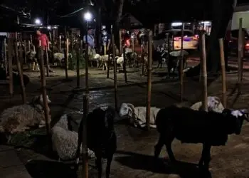 Omzet Pedagang Hewan Kurban di Kota Tangerang Melejit