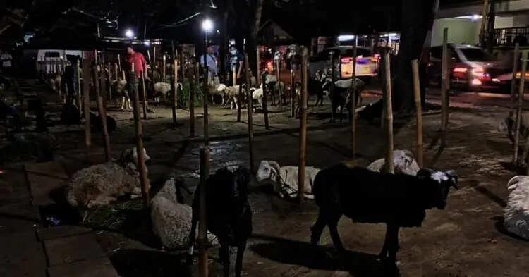 Omzet Pedagang Hewan Kurban di Kota Tangerang Melejit