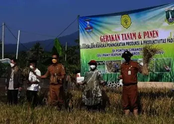 Perkuat Ketahanan Pangan, Distan Banten Tingkatkan Produksi Beras