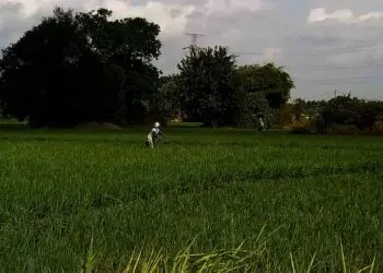LAHAN PADI–Sejumlah petani, sedang membersihkan rumput yang tumbuh disekitar tanaman padi miliknya, Minggu (25/7/2021). Kegiatan tersebut dilakukan, agar tanaman padi tumbuh dengan subur. (SIDIK/SATELITNEWS.ID)