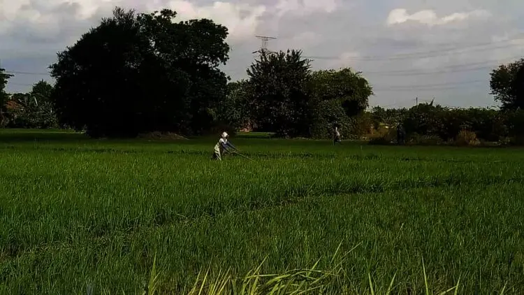 Petani di Kabupaten Serang Diguyur Bantuan Benih Padi