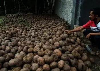 PETANI PORANG–Seorang petani, menunjukkan porang hasil produksinya. (DOKUMEN/SATELIT NEWS)