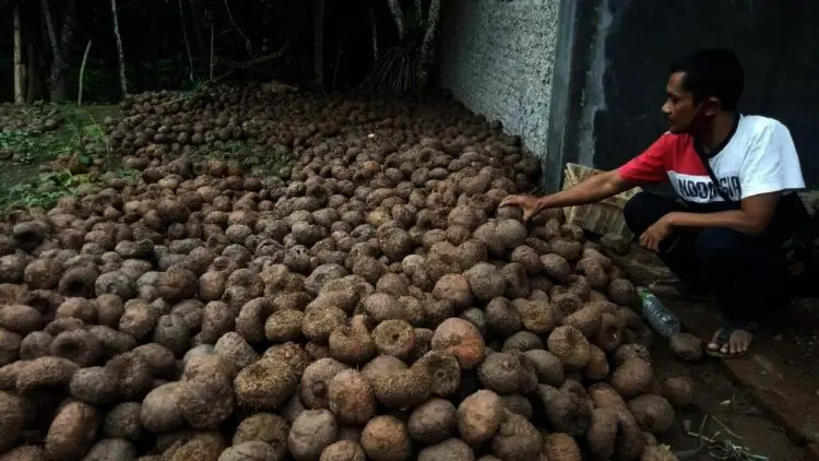 Potensi Pendapatan Tinggi, BUMD Kabupaten Serang Jajaki Bisnis Porang
