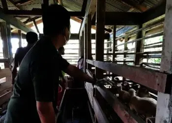 PEMERIKSAAN HEWAN KURBAN–Pihak Distan Pandeglang, sedang memeriksa hewan kurban, di salah satu lapak di Pandeglang, Kamis (8/7/2021). (NIPAL SUTIANA/SATELIT NEWS)
