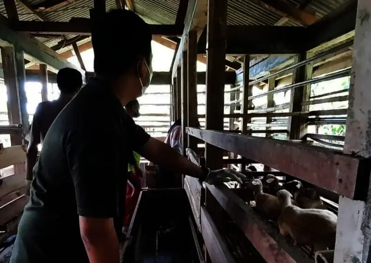 Bukan Hanya Kesehatan, Petugas Distan Pandeglang Juga Periksa Dokumen Asal Hewan Kurban