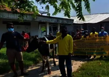 DPD Partai Golkar Kabupaten Tangerang Kurban 49 Ekor Sapi