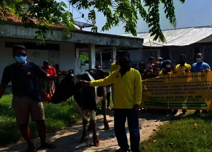 DPD Partai Golkar Kabupaten Tangerang Kurban 49 Ekor Sapi