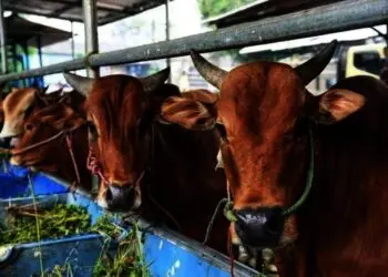 Berikut Daftar OPD, BUMD, dan Lembaga yang Sudah Berkurban di Lingkungan Pemkab Serang