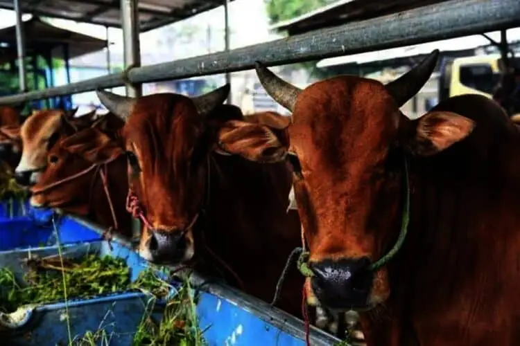 Berikut Daftar OPD, BUMD, dan Lembaga yang Sudah Berkurban di Lingkungan Pemkab Serang