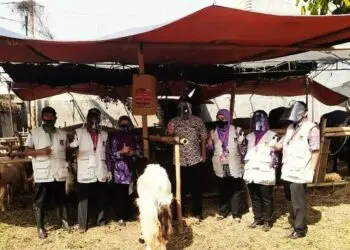 735 Ekor Sapi Disembelih di Kabupaten Tangerang