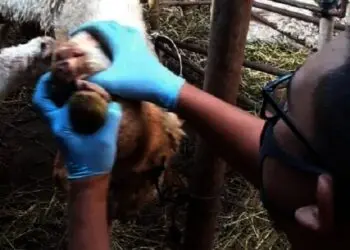 5.126 Ekor Hewan Kurban Masuk Tangsel, DKP3 Tangsel Kerahkan 54 Dokter Hewan