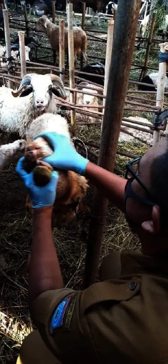 5.126 Ekor Hewan Kurban Masuk Tangsel, DKP3 Tangsel Kerahkan 54 Dokter Hewan