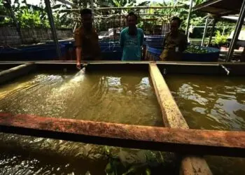 Lima Kecamatan Minim Air, DKPP Kabupaten Serang Kembangkan Budidaya Lele Sistem Bioflok