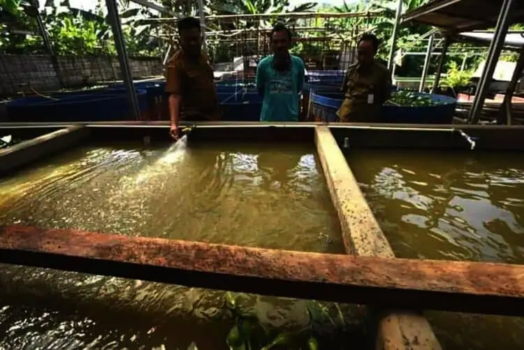Lima Kecamatan Minim Air, DKPP Kabupaten Serang Kembangkan Budidaya Lele Sistem Bioflok