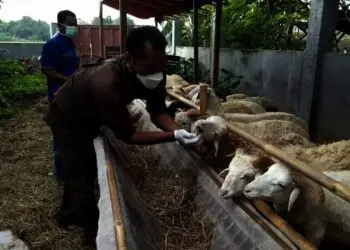 PEMERIKSAAN HEWAN KURBAN–Petugas dari Kabupaten Serang dan Provinsi Banten, sedang memeriksa hewan kurban, Rabu (7/7/2021). Diharapkan bebas dari antraks. (SIDIK/SATELIT NEWS)