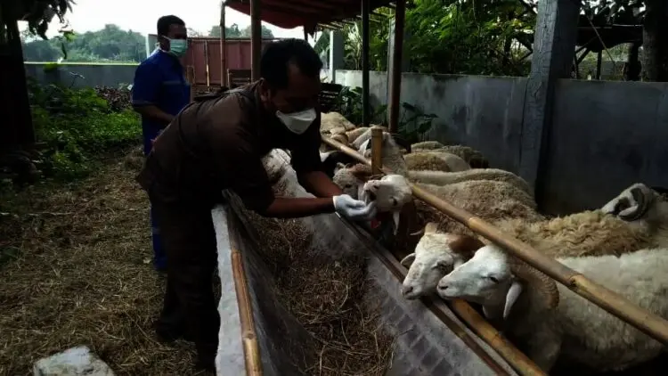 Sejumlah Hewan Kurban di Kabupaten Serang Dinyatakan Terjangkit Penyakit