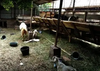 Klaim Permintaan Stabil, Koperasi Lumbung Ternak Banten Sediakan 1.000 Hewan Kurban