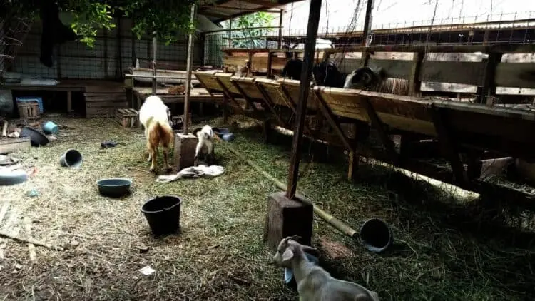 Klaim Permintaan Stabil, Koperasi Lumbung Ternak Banten Sediakan 1.000 Hewan Kurban